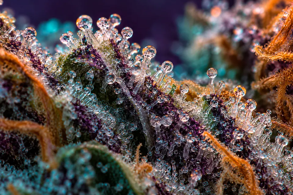 Conceptual close-up of crystalline cannabis trichomes in purple and teal light